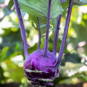 Chou-rave Violet hâtif de Vienne – Bio